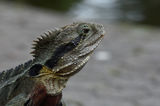 Water Dragon