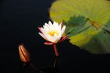 Okavango Water Lily