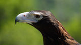 Wedge Tailed Eagle (Captive)