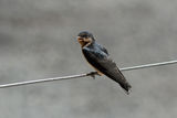 Juvenile Welcome Swallow