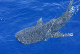Whale Shark