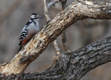 White Backed Woodpecker