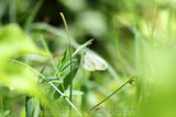 Wood White