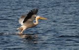 White Pelican