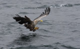 White Tailed Eagle (Habituated)