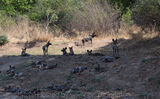 Wild Dog Pack