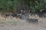 Wild Dog Pups
