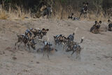 Wild Dog Pup-fest