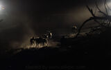 Wild Dogs in the Spotlight