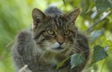 Wildcat (Captive)