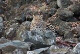 Young Male Amur Leopard