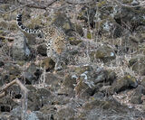 Young Male Amur Leopard