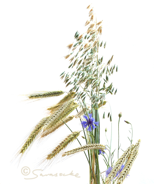 "Cornflower"