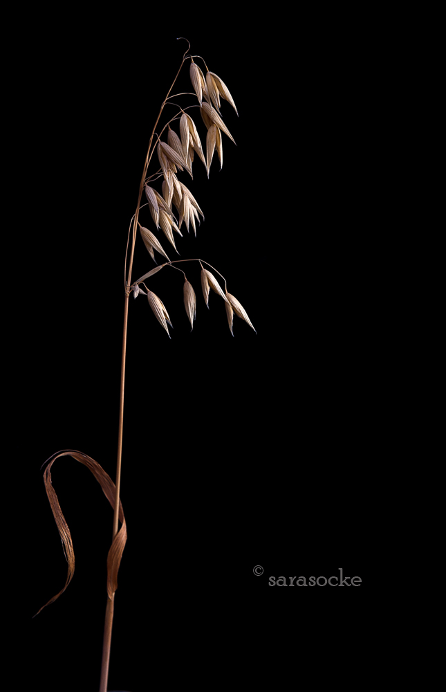 Oats