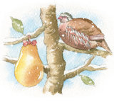 Christmas card: Partridge in a Pear Tree sallybarton_watercolour_Christmasimages_PartridgeinaPearTree