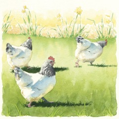 Bramble Lane Chickens watercolour illustration_sally barton_chickens_GreetingsCard
