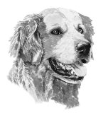 From series for 'Guide Dogs for the Blind'