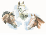 Ritva's ponies horseportrait_animalportrait_watercolour_sallybarton