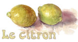 Le Citron. Magazine image watercolour illustration_sally barton_lemon