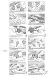 Frog life cycle II