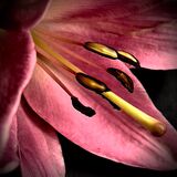 Stock Images-Still Life