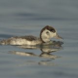 Baby Shelduck Baby Shelduck Brancaster Staithe Scolt Head