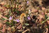Bee Scolt Sea Lavender