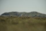 Bird Egret Scolt Head