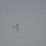 Gooseander in the fog.