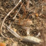 Harvestman Scolt