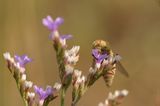 Saltmarsh Horsefly