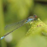 Male Small Red-eyed Damselfly