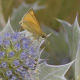 Small Skipper