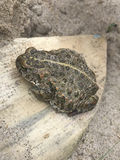 Natterjack Toad on Scolt Head Natterjack Toad Scolt Head island