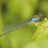 Male Small Red-eyed Damselfly