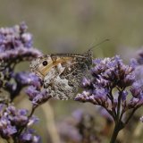 Grayling On Sea Lavender