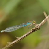 Female Small Red-eyed Damselfly Erythromma viridulum
