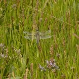 Four-spotted Chaser