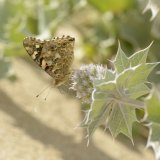 Painted Lady