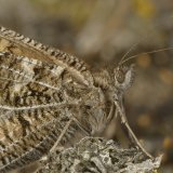 Grayling Butterfly Hipparchia semele