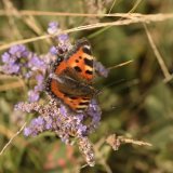Small Tortoiseshell