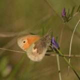 Small Heath Butterfly