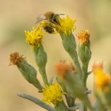 Sea-aster Colletes (Bee) on Sea Aster