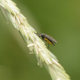 Scaira hemerobiodes