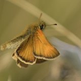 Small Skipper