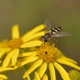 Hoverfly sp