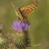Dark Green Fritillary Argynnis aglaja