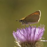 Essex Skipper