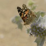Painted Lady