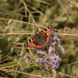Small Tortoiseshell
